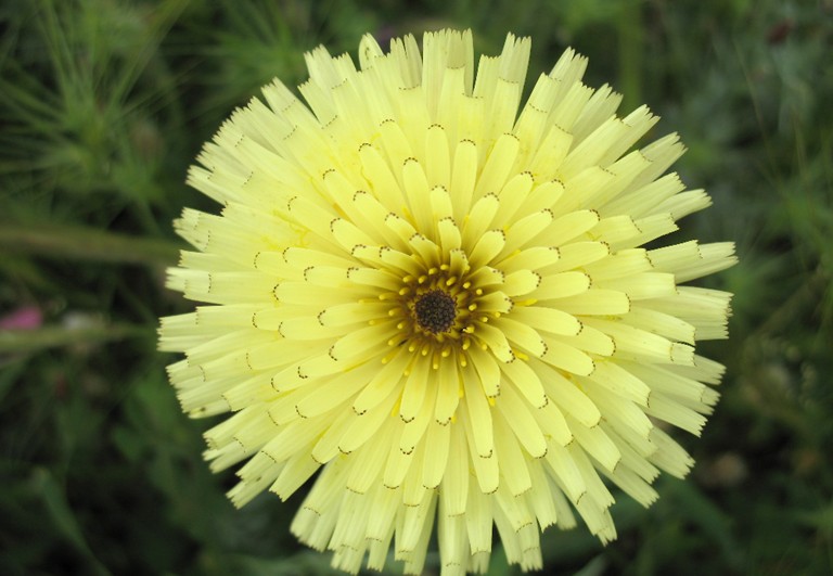 Urospermum dalechampii / Boccione maggiore